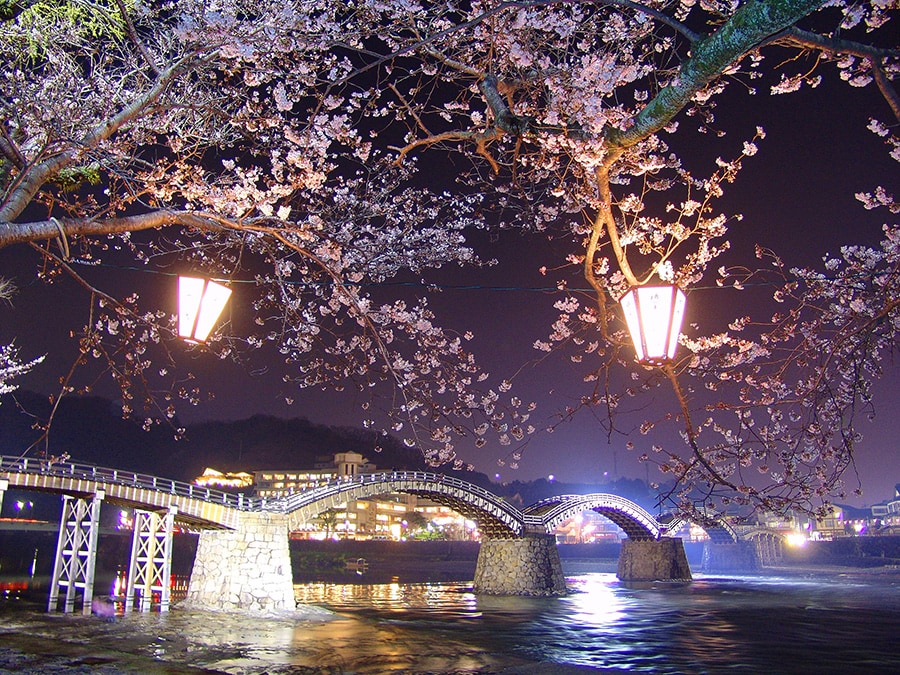 【山口県】錦帯橋 桜のライトアップ。