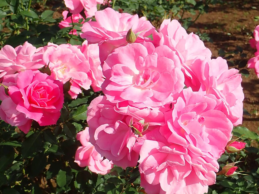 フロリック：バラ科バラ属。「陽気な遊び」「戯れ」などの意味がある丸弁の平咲き半八重のバラ。ピンク色が華やか。写真提供／神代植物公園