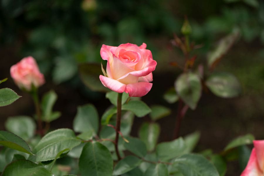 あの花の名前、知っていますか？ －第2弾－ 旬のバラの楽しみ方と 初夏