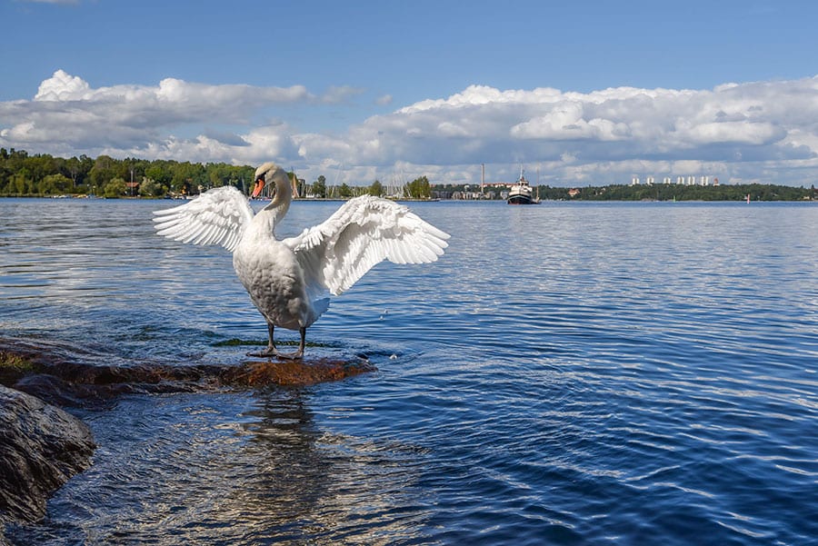 季節によっては水辺で寛ぐ白鳥を見ることができる。写真：アフロ