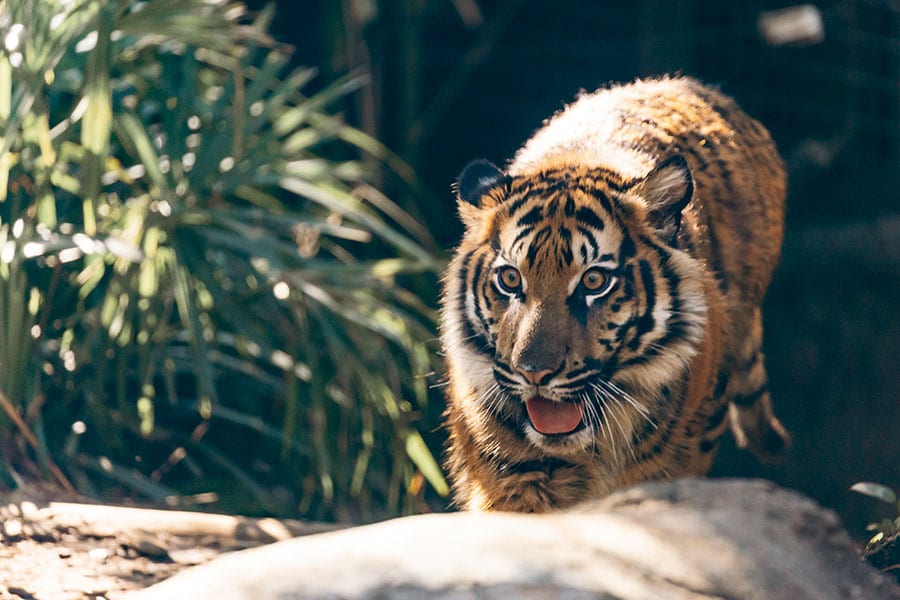 2023年4月に上野動物園で誕生したアサ。