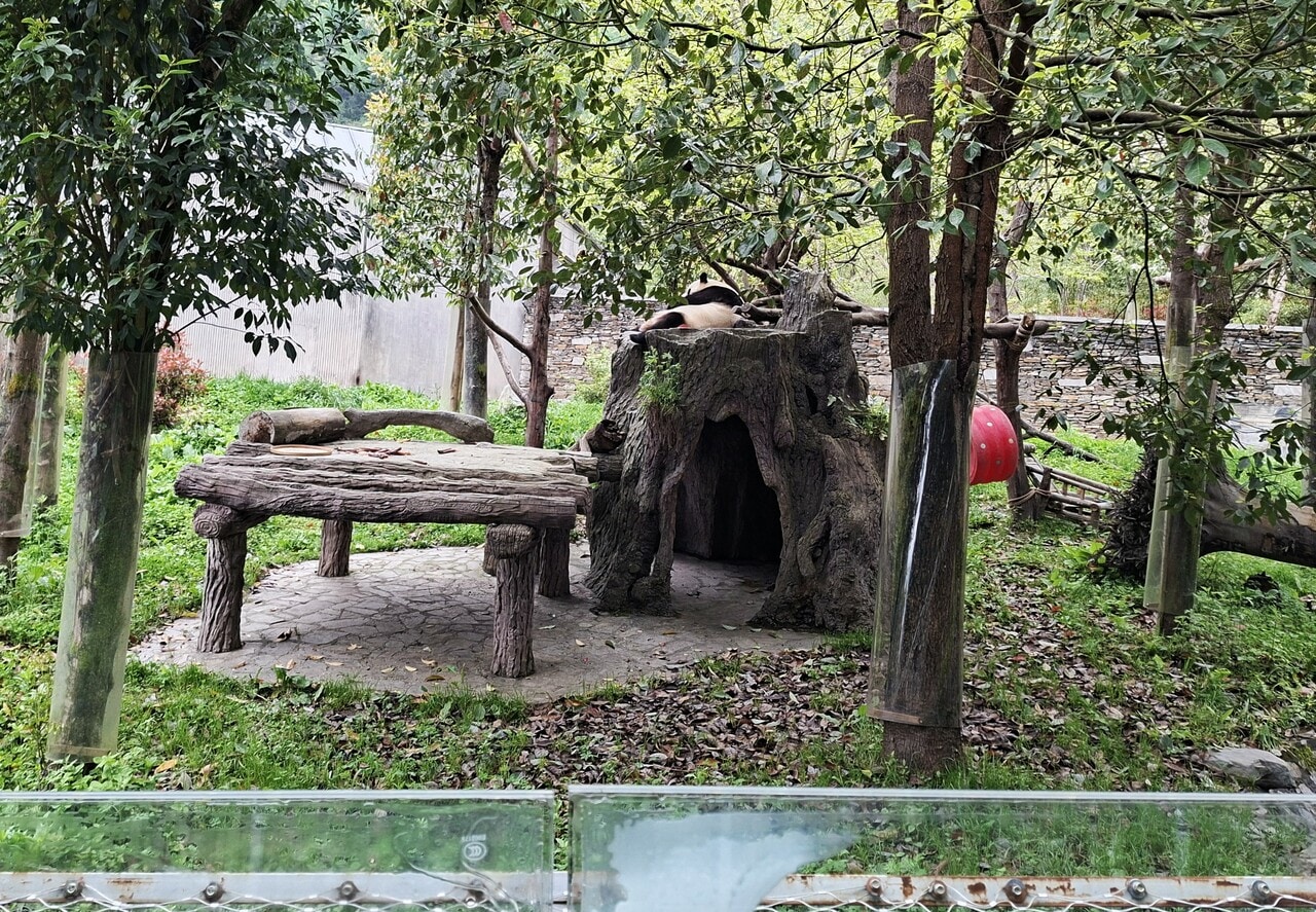 ほら穴の上でお昼寝する福宝。パンダセンターの雅安碧峰峡基地（以下、雅安基地）にいる香香（シャンシャン）も、似た形のほら穴の上でよく寝ている。（2026年4月30日、筆者撮影）