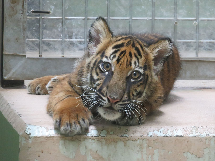 どんどん大きくなるアサ。2023年8月31日撮影／写真提供＝公益財団法人 東京動物園協会