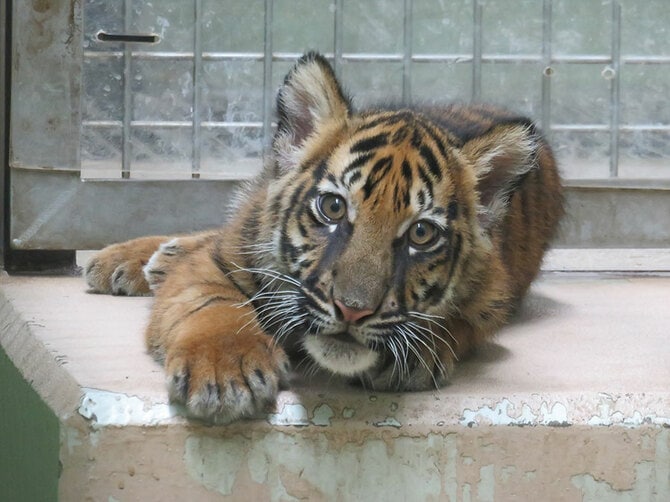 どんどん大きくなるアサ。2023年8月31日撮影/写真提供=公益財団法人 東京動物園協会
