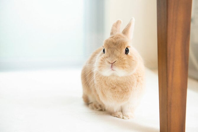 うさぎ専門医が教えてくれた 知れば知るほどかわいい 【うさぎのヒミツ】に癒やされる