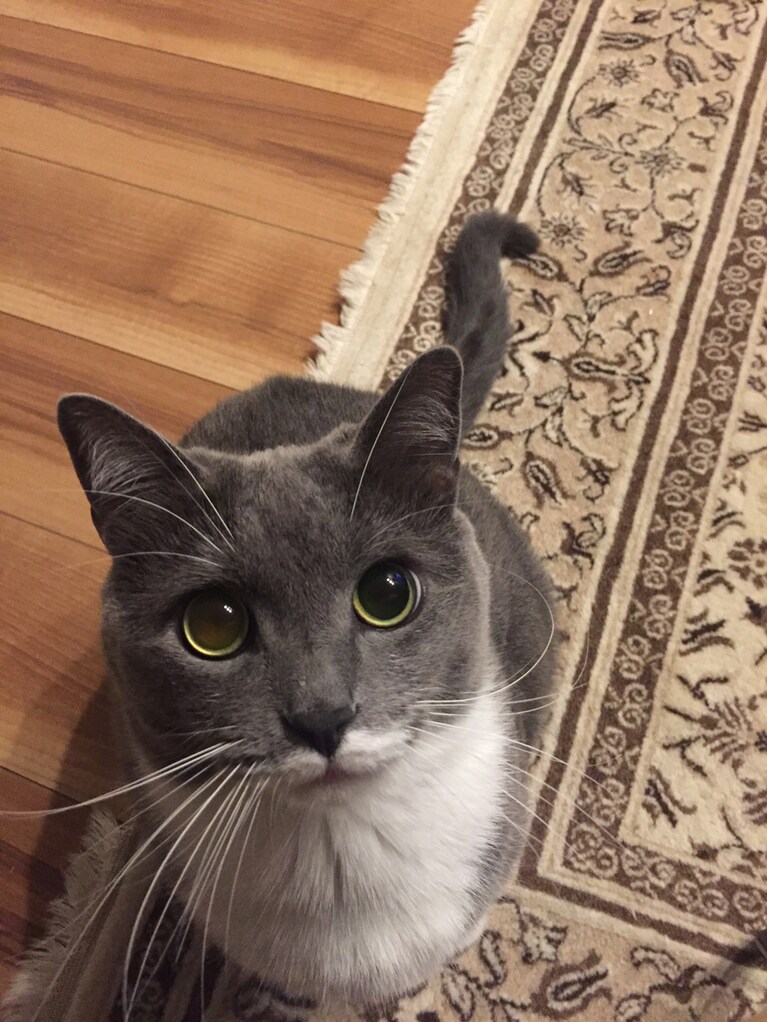 Mewmew ♀ 3歳。犬が寝ると寄ってきます。