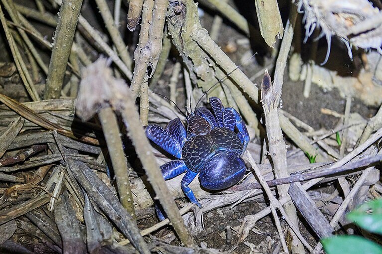 ヤシガニの姿も。