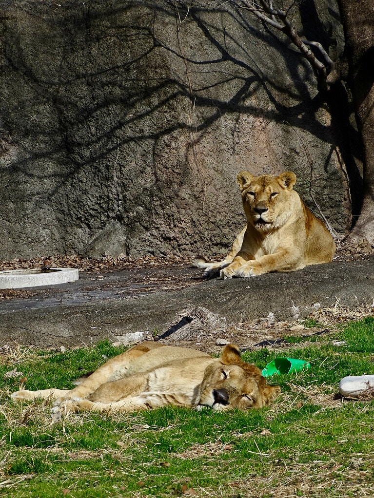 ライオンの夫婦、トムとサナ。