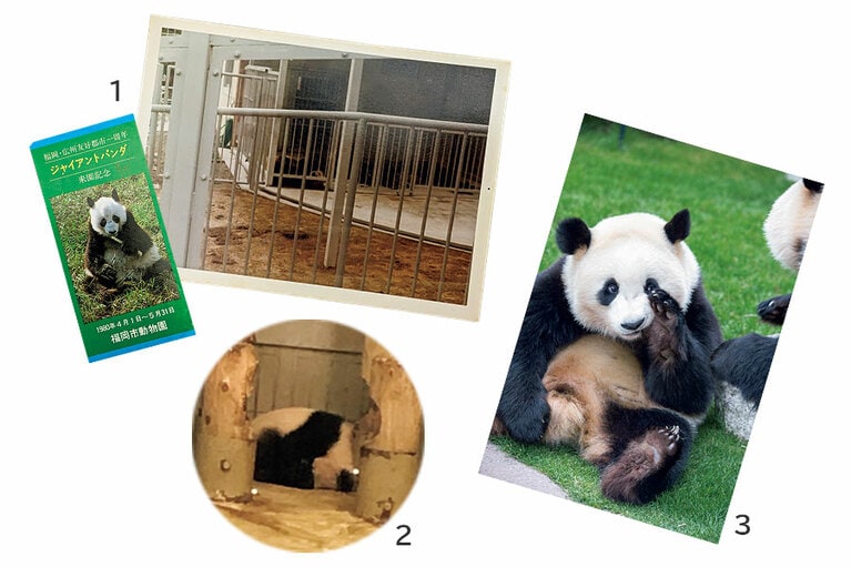 3人の想い出の写真を特別公開！ 
1：「大切なファースト・パンダ」（福岡市動物園：中川さん）【パオリン＆シャンシャン】 
2：「かわいくて、ほとばしる感情も伝わる」（上野動物園：莟玉さん）【シャンシャン】 
3：「ちょっとイタズラ遊戯な感じで憎めない」（アドベンチャーワールド：小澤さん）【桜浜（おうひん）】