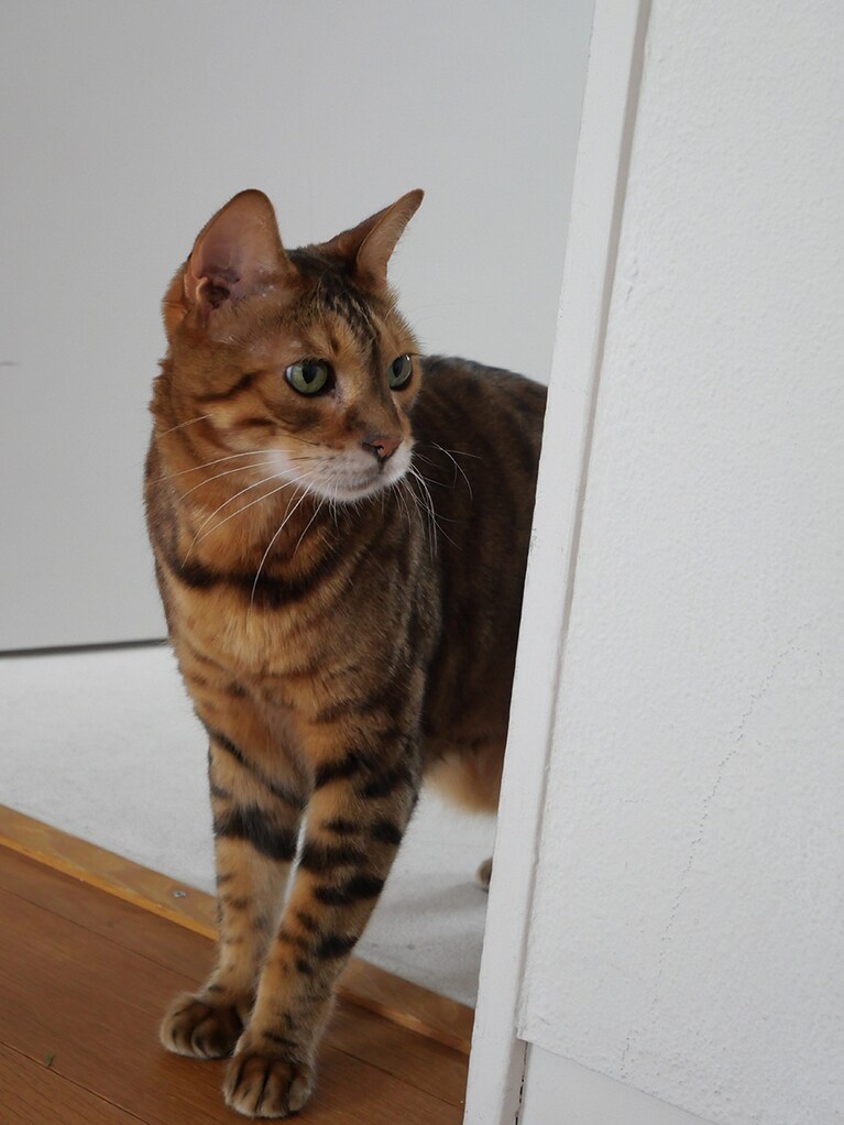 ドアからひょっこりと顔を出した瞬間：宮田さん撮影