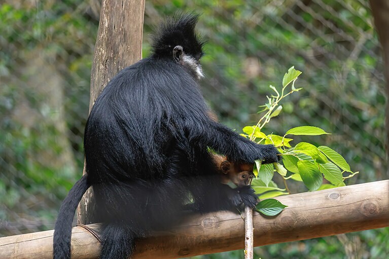 チョコとミント。
