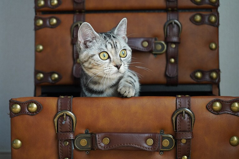 Stella ♀ 0歳。隙間から入ったようで引いてビックリ！寝ていたので撮ろうとしたら起きて「何？」の顔。