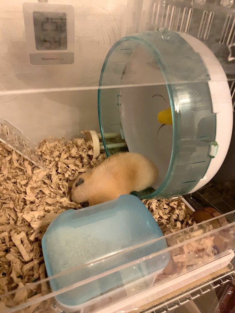 【マヂカルラブリー・野田さん】うちの子ベストショット②「まだ子供だけど家に慣れてきて、回し車走ってたら疲れてそのまま寝ちゃった。天使」