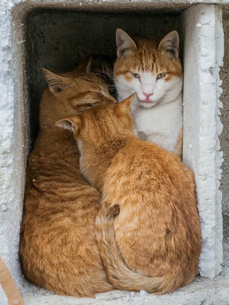 「ニャァ？ 『密』を避けましょうって聞いた気がするんだけどニャァ？？」