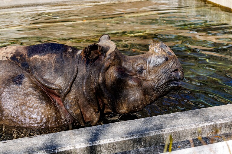 水浴びをたのしむビクラム。