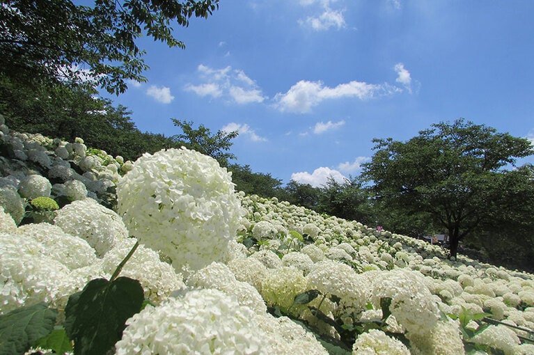 幸手権現堂桜堤のあじさい。