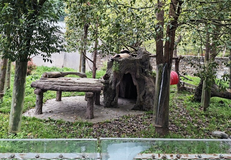 ほら穴の上でお昼寝する福宝。パンダセンターの雅安碧峰峡基地（以下、雅安基地）にいる香香（シャンシャン）も、似た形のほら穴の上でよく寝ている。（2026年4月30日、筆者撮影）