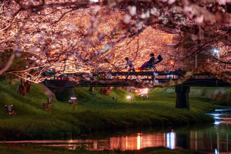 夜桜を鑑賞するための人力車は、クッションを増量してしなやかな乗り心地に仕立てた界玉造専用の車両。