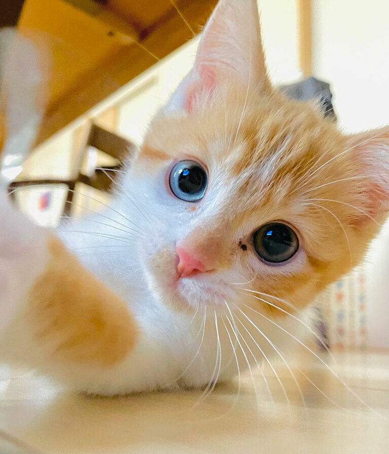 ひめ ♀ 三カ月。