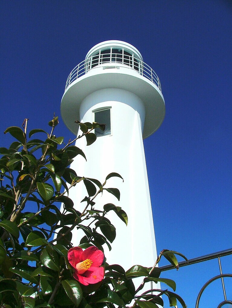 【高知県】足摺岬の椿。