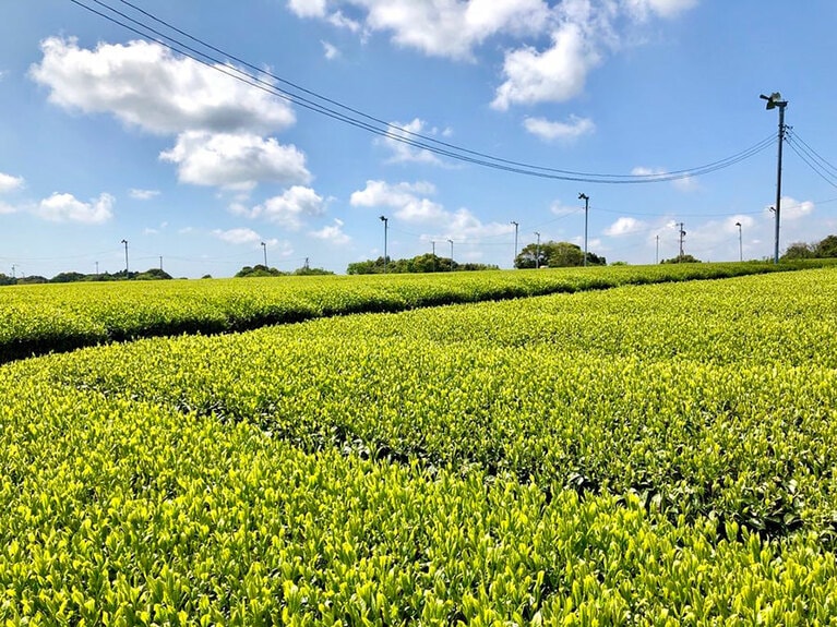 牧之原大茶園／静岡県