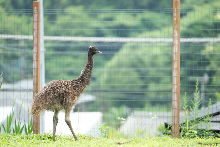 エミュー。