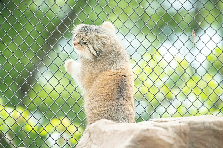 埼玉県こども動物自然公園のマヌルネコ。
