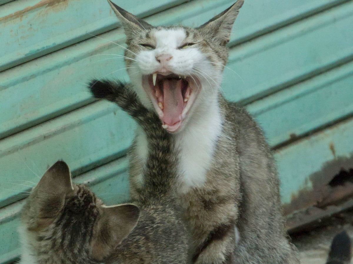 その顎 外れないのかニャ 佐々木まことの犬猫脱力写真館 佐々木まことの犬猫脱力写真館