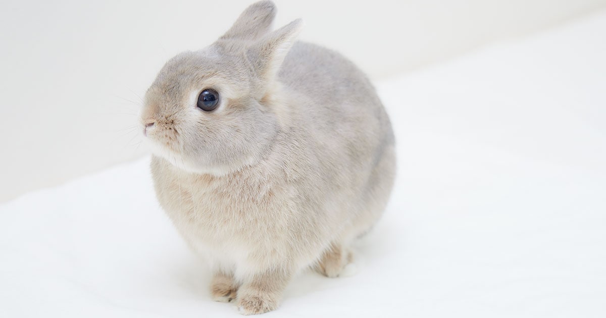 うさぎ専門医が教えてくれた 知れば知るほどかわいい 【うさぎのヒミツ