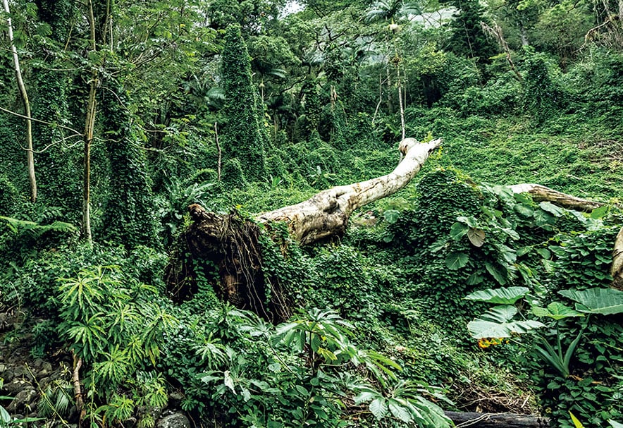 Manoa Falls Trail（マノア フォールズ トレイル）。