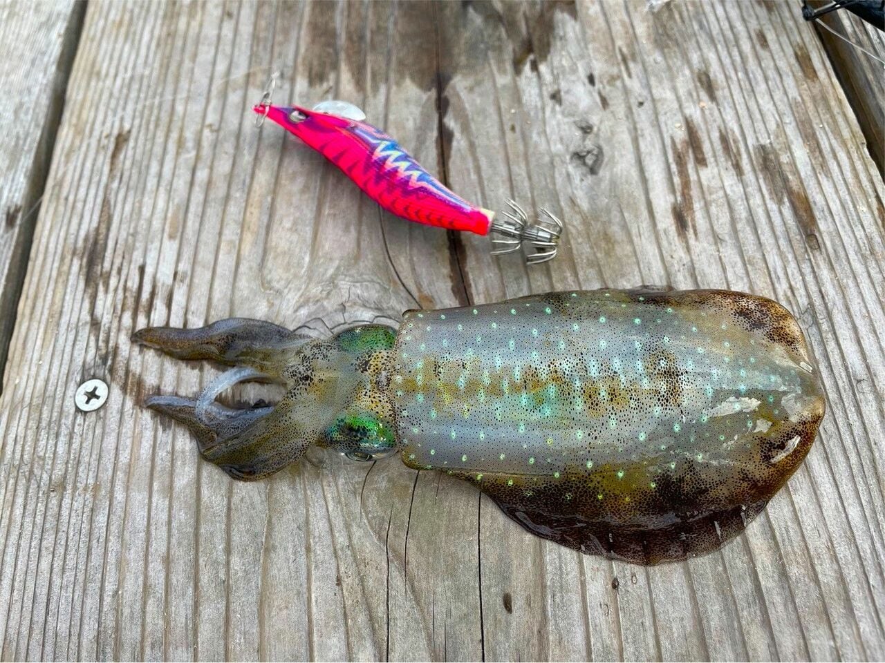 宿の目の前でアオリイカが釣れるなんて素晴らしすぎる