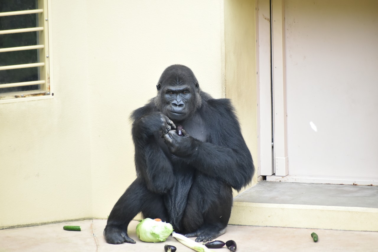 メスのアイ。写真提供＝名古屋市東山動植物園