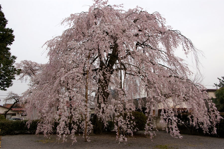 眞光寺のしだれ桜。写真提供：ググっとぐんま写真館／群馬県