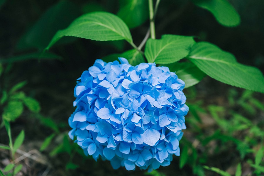 手まり形の澄んだ青色の花をつけたヒメアジサイ。鎌倉の明月院に植栽されていることでも知られています。