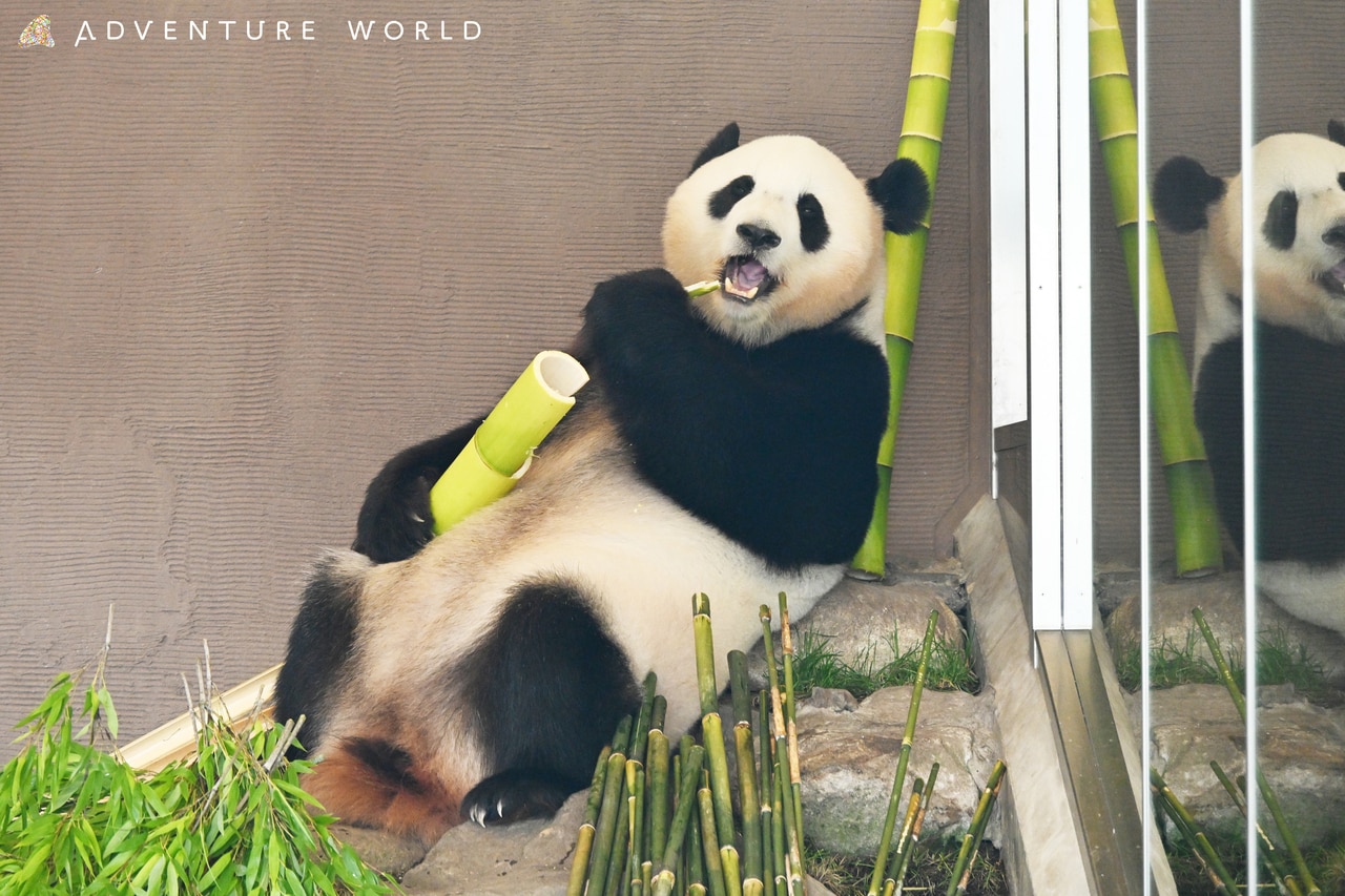 結浜。©アドベンチャーワールド