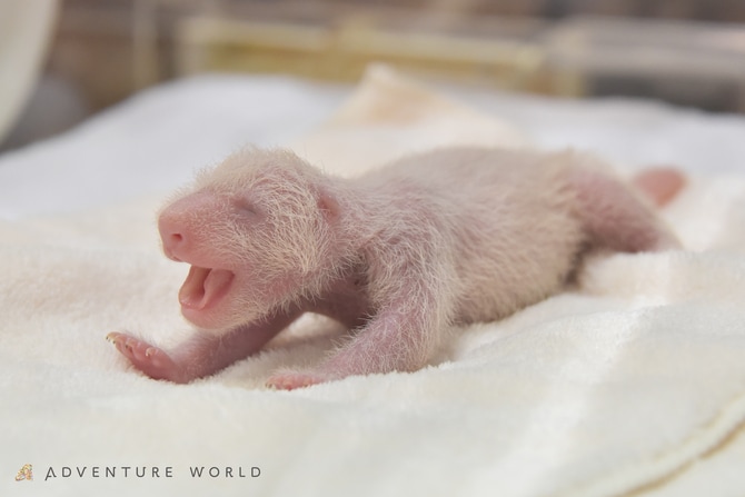 生後4日目の結浜。©アドベンチャーワールド