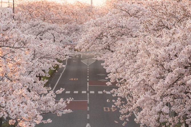 日立平和通り。