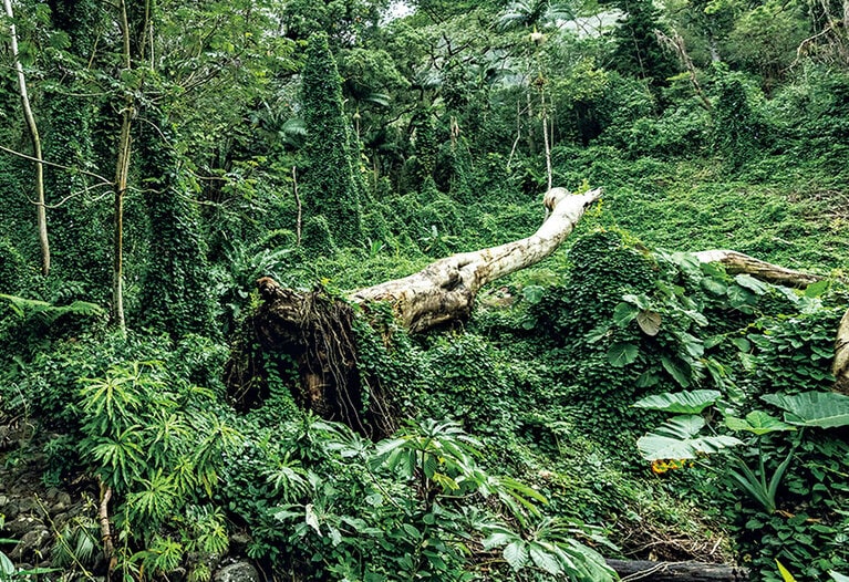 Manoa Falls Trail（マノア フォールズ トレイル）。