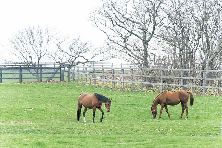 競走馬の生産地として知られる白老町。天気の良い日には馬たちに出合えるかも。