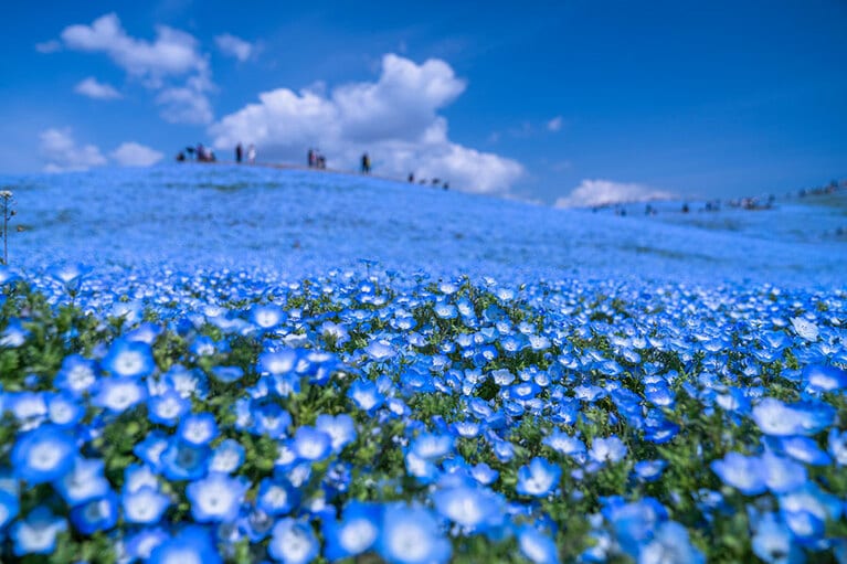 国営ひたち海浜公園のネモフィラ。