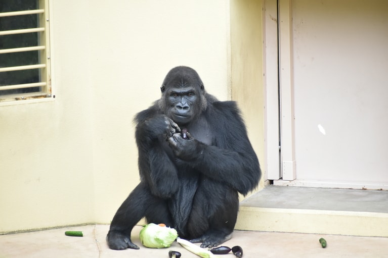 メスのアイ。写真提供＝名古屋市東山動植物園