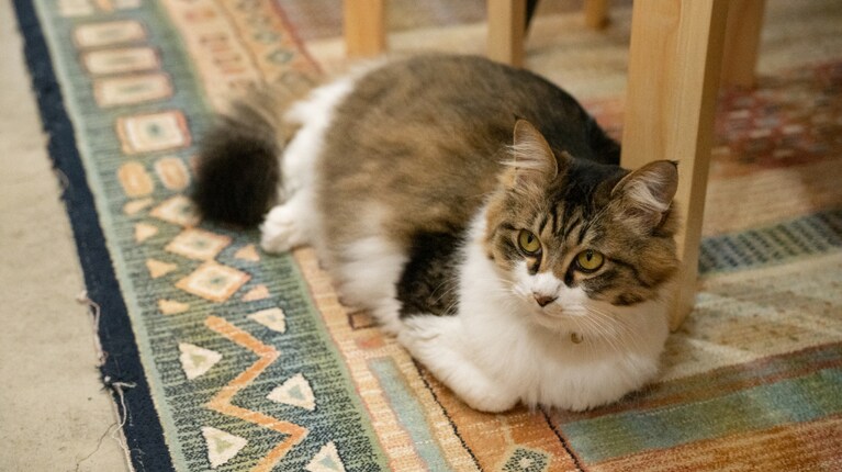 楽しんで行ってニャ！