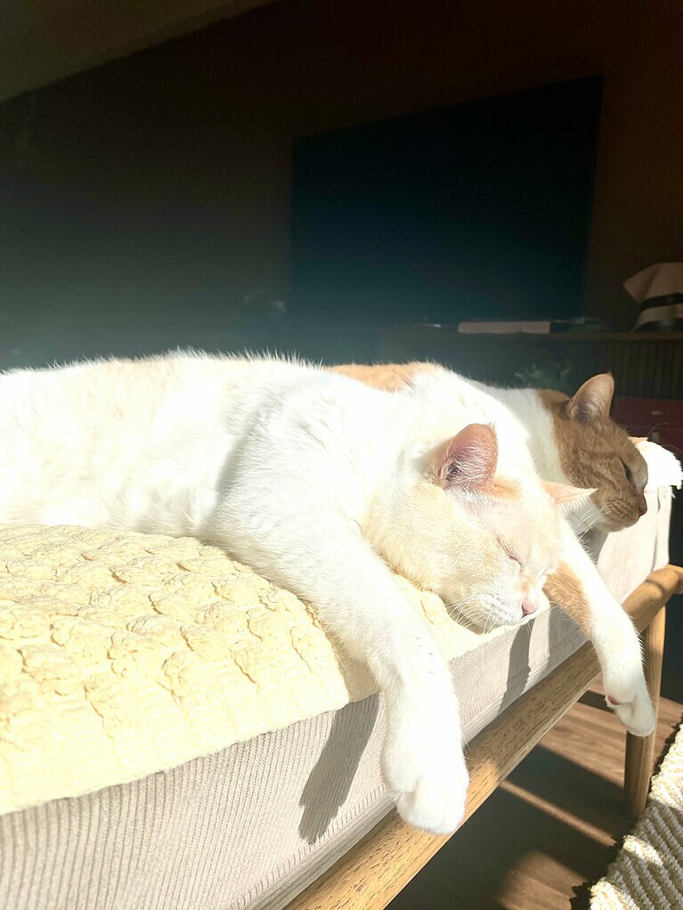 れん ♂ 14歳。ちゃた ♂ 14歳。