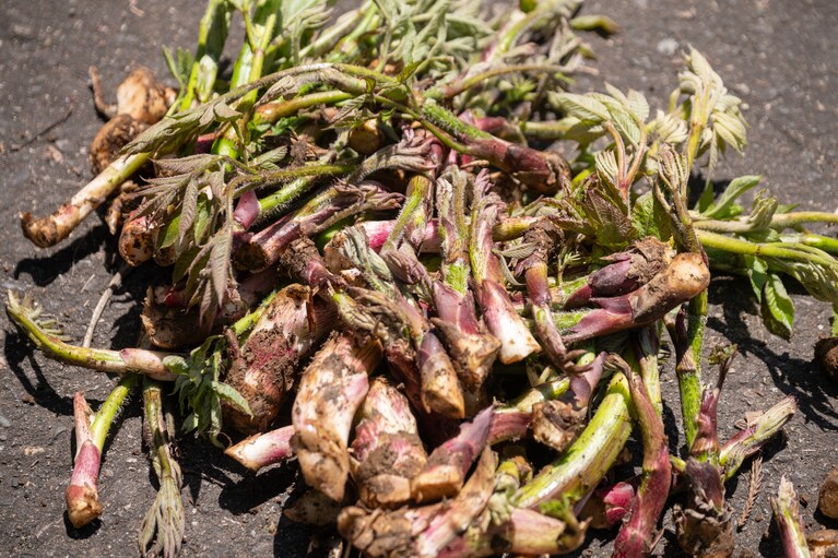 新鮮な山うどは、生で食べると爽やかな香りとシャキシャキとした食感が楽しめます。