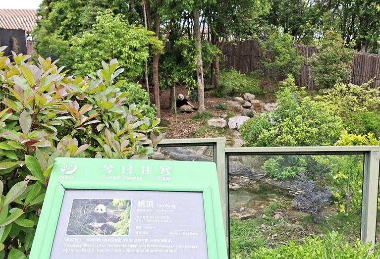 メスの桃浜。このときは「旭日館」にいたが、9月下旬現在は、双子の桜浜と同じ「太陽産室」にいる。（2026年5月1日、筆者撮影）