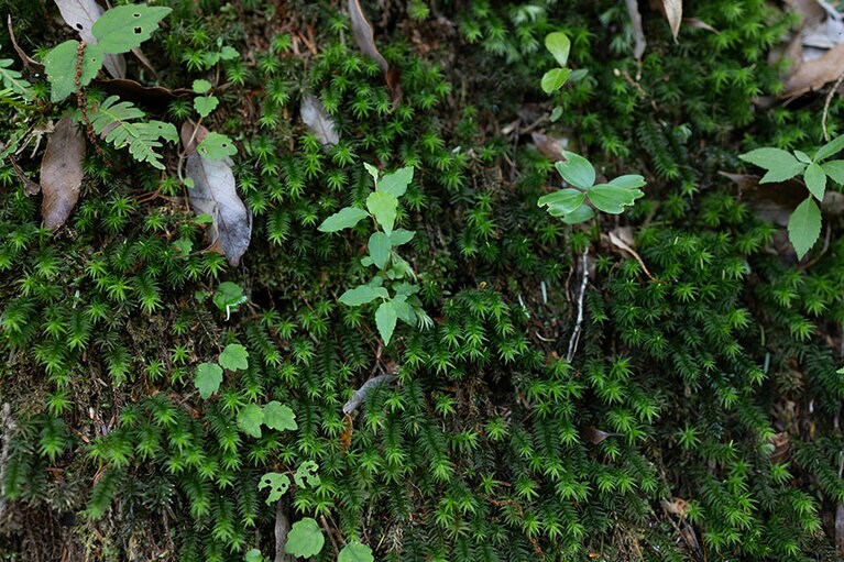杉の幼木のように見えることから名付けられた「スギゴケ」。