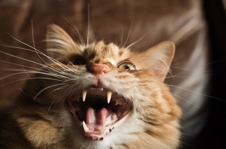 くうた ♂ 10歳。「普段はとてもおっとりで優しい性格。でもオヤツが目の前にやってくると必死な表情。元気でいてくれてありがとう。これからも長生きしてね」。