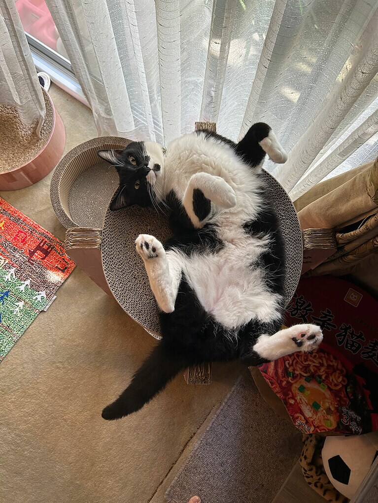 ダース ♂ 4歳3カ月。気がつくといつもひっくり返っています（テンテンプラスさん）