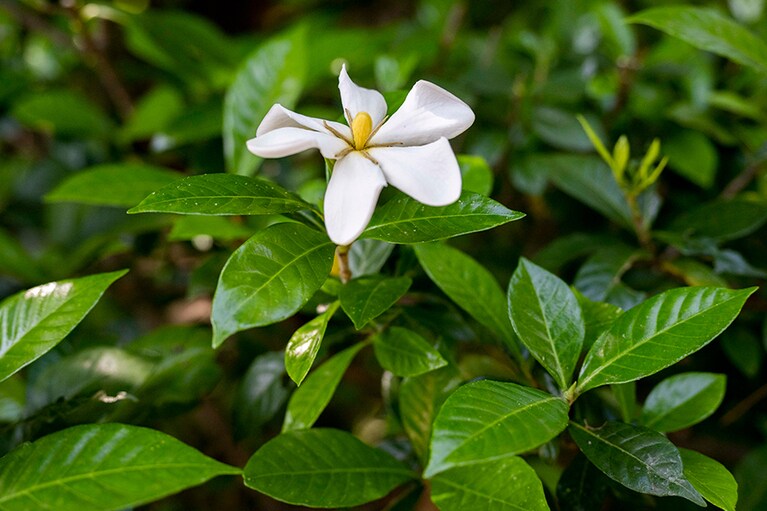白色で芳香の強いクチナシの花。枝先に1つずつつき、花冠は6裂して開きますが、ときに5裂または7裂することも。