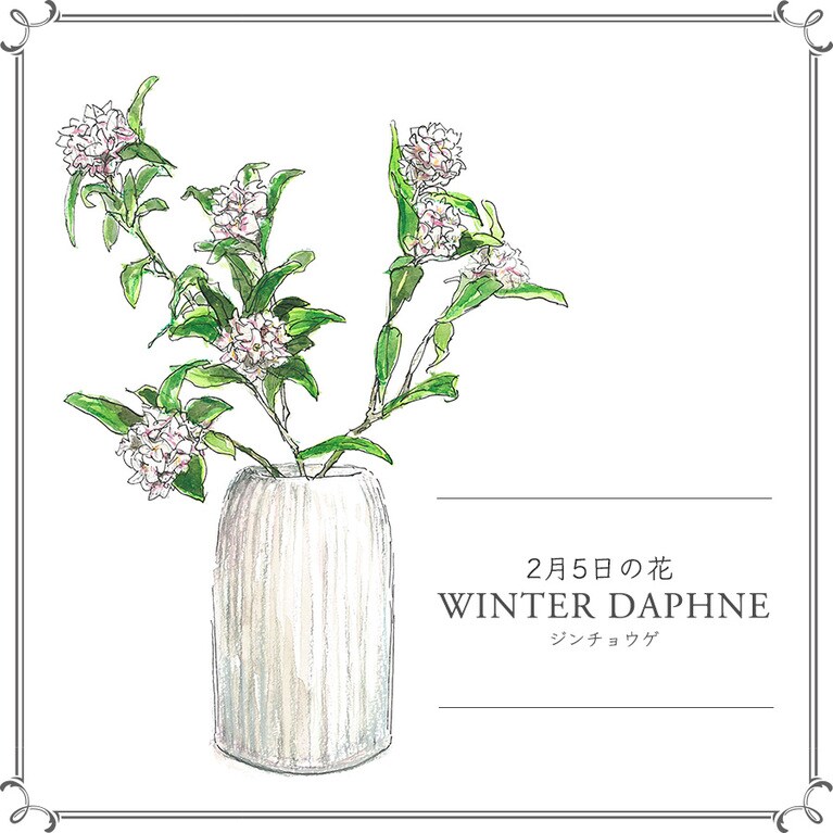 2月5日の花「ジンチョウゲ」